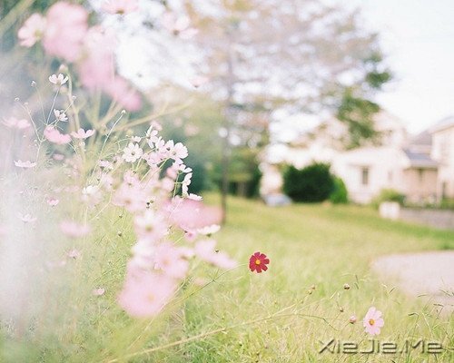 晚安心语：选择最淡的心事，诠释坎坷的人生 (10)