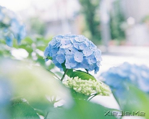 晚安心语：选择最淡的心事，诠释坎坷的人生 (1)