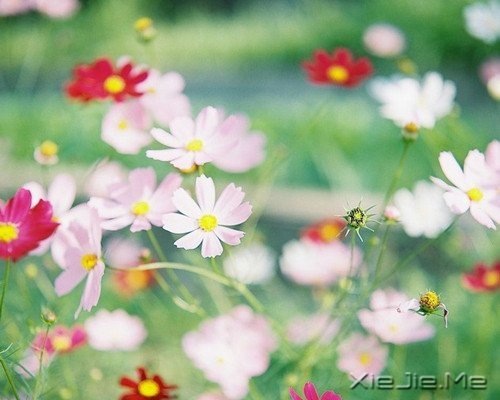 晚安心语：选择最淡的心事，诠释坎坷的人生 (3)